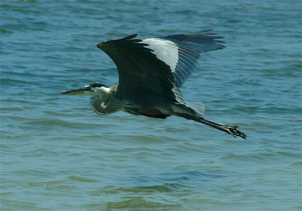 (10) Dscf5268 (great blue heron).jpg   (1000x700)   285 Kb                                    Click to display next picture